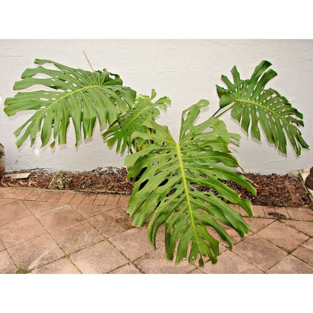 How to care Monstera deliciosa large 